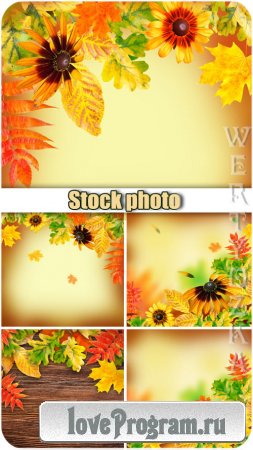   / Autumn backgrounds, flowers and yellow autumn leaves - Raster clipart
