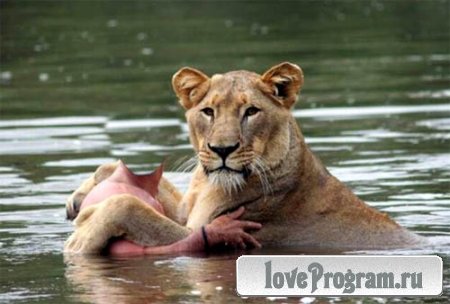  Шаблон для фото - купание с львицей 