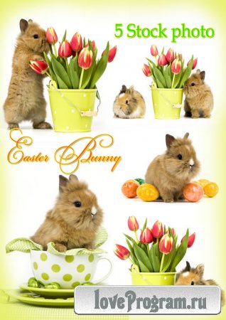 Пасхальные кролики и тюльпаны - Растровый клипарт 