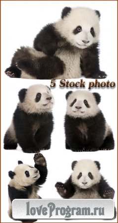 Панда, бамбуковый медведь - растровый клипарт 