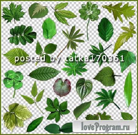 Клипарт для фотошопа - Зелёные листочки различных деревьев