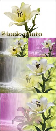     / Lily on the background of a waterfall - Raster clipart