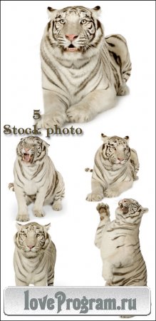   / White tiger