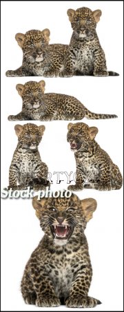   / Little leopards, animals