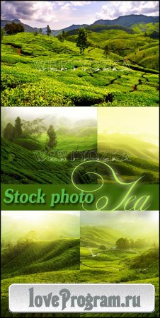      / Tea plantations, tea