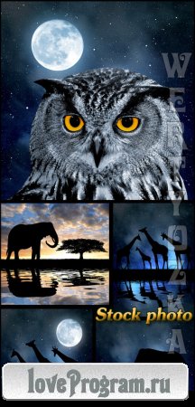 , ,      / Owl, elephant, giraffe against the night sky - raster clipart