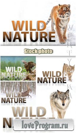  , , , , ,  / Wild nature, tiger, wolf, lynx, eagle, deer - Raster clipart