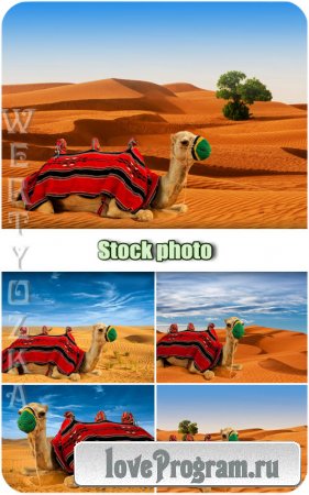    / Camel in the desert - Raster clipart