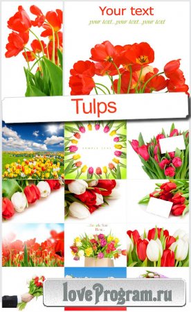 Букеты тюльпанов - Растровый клипарт