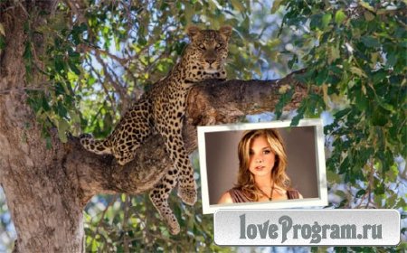  Рамка к фото - Красивый леопард на дереве 